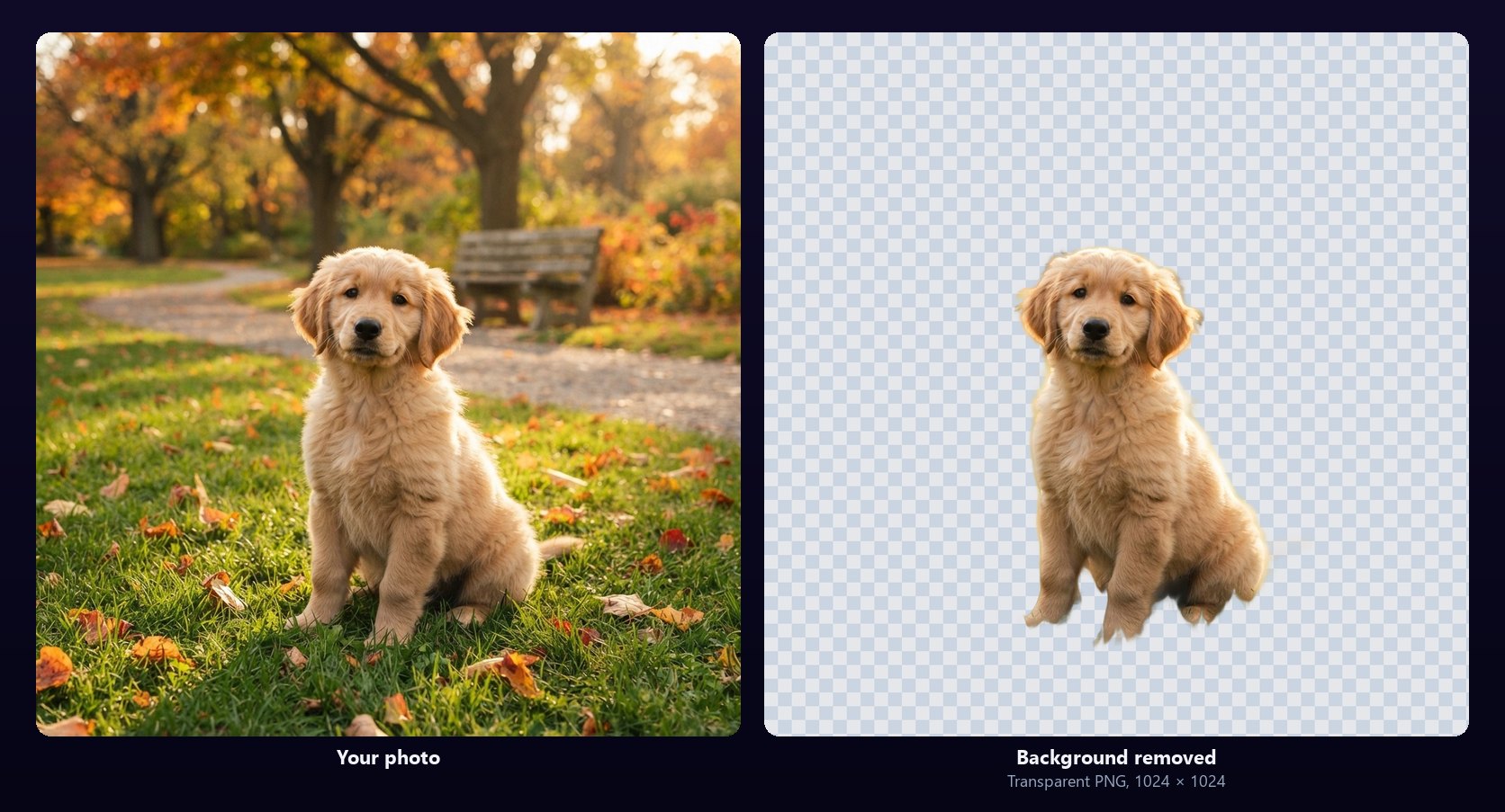 A golden retriever puppy sitting on grass in an autumn park, next to the same puppy after the background remover, alone on a transparent checkerboard