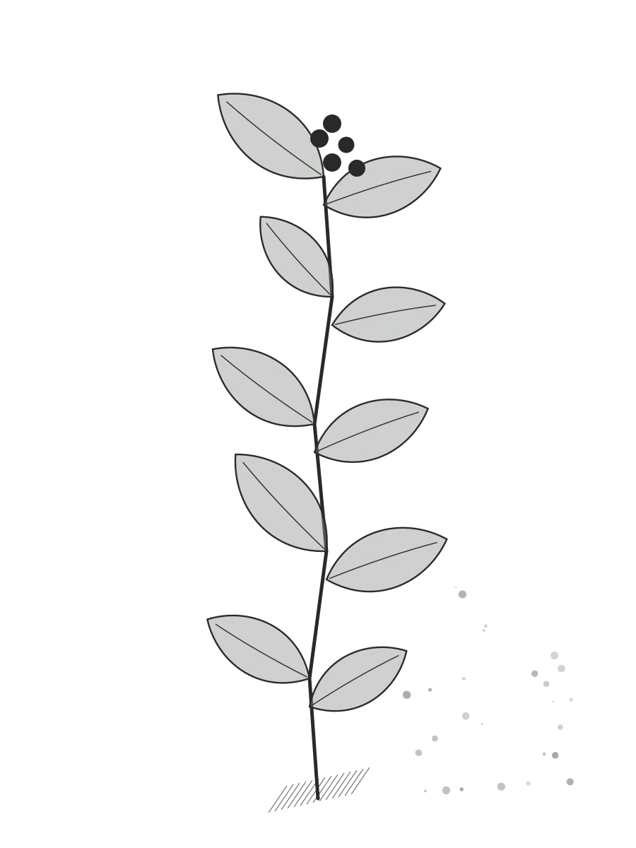 An ink drawing of a leafy sprig with berries on a transparent background