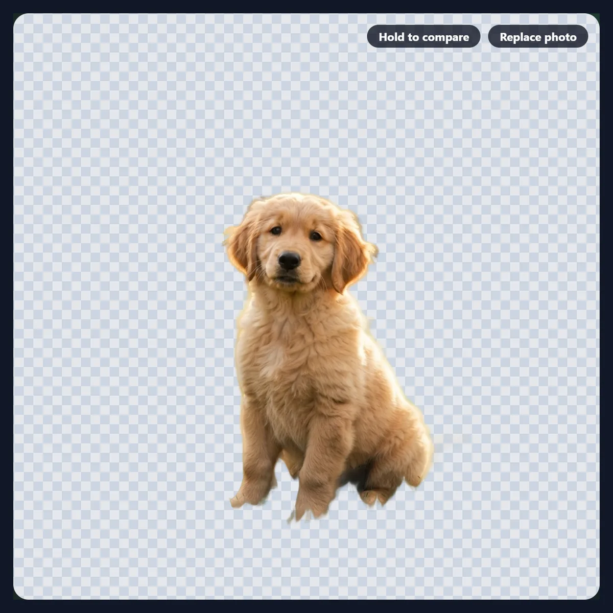 A golden retriever puppy cut out from its park background onto a transparent checkerboard