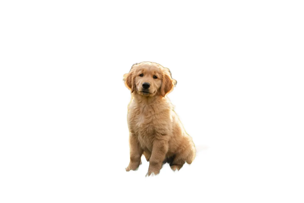 Puppy photograph with its original background removed and replaced by white